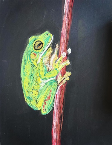 Scribble tree frog