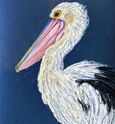 Scribble pelican