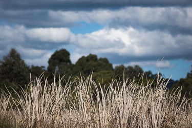 Grassland