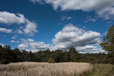 Grassland