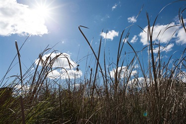 Grassland