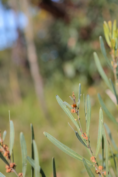 Cheong Wildflower Sanctuary