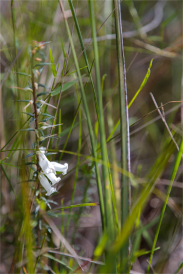 Cheong Wildflower Sanctuary