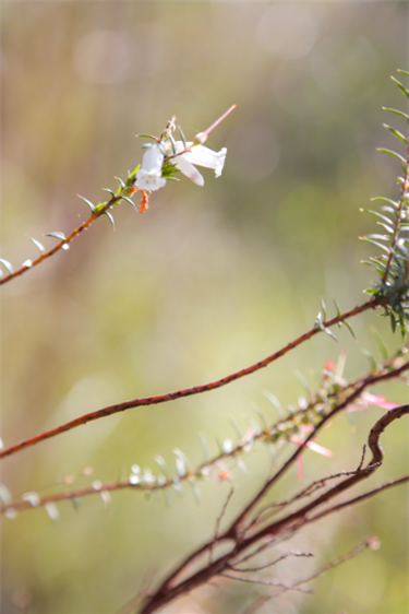 Cheong Wildflower Sanctuary