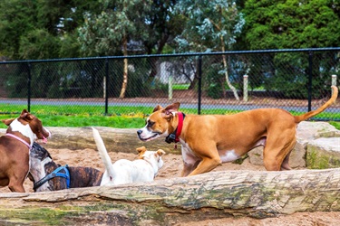 Eastfield dog park