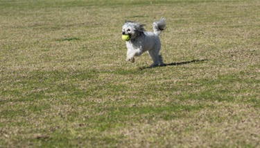 Griff Hunt Reserve, Croydon North