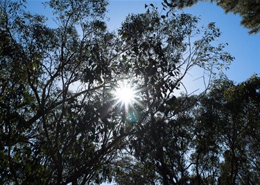 Heathmont Rail Trail, Heathmont