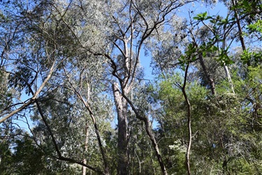 Loughie’s Bushland, Ringwood NorthLoughie’s Bushland, Ringwood North