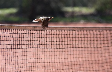 Peter Vergers Reserve, Ringwood