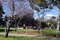 Athelstane Reserve trees