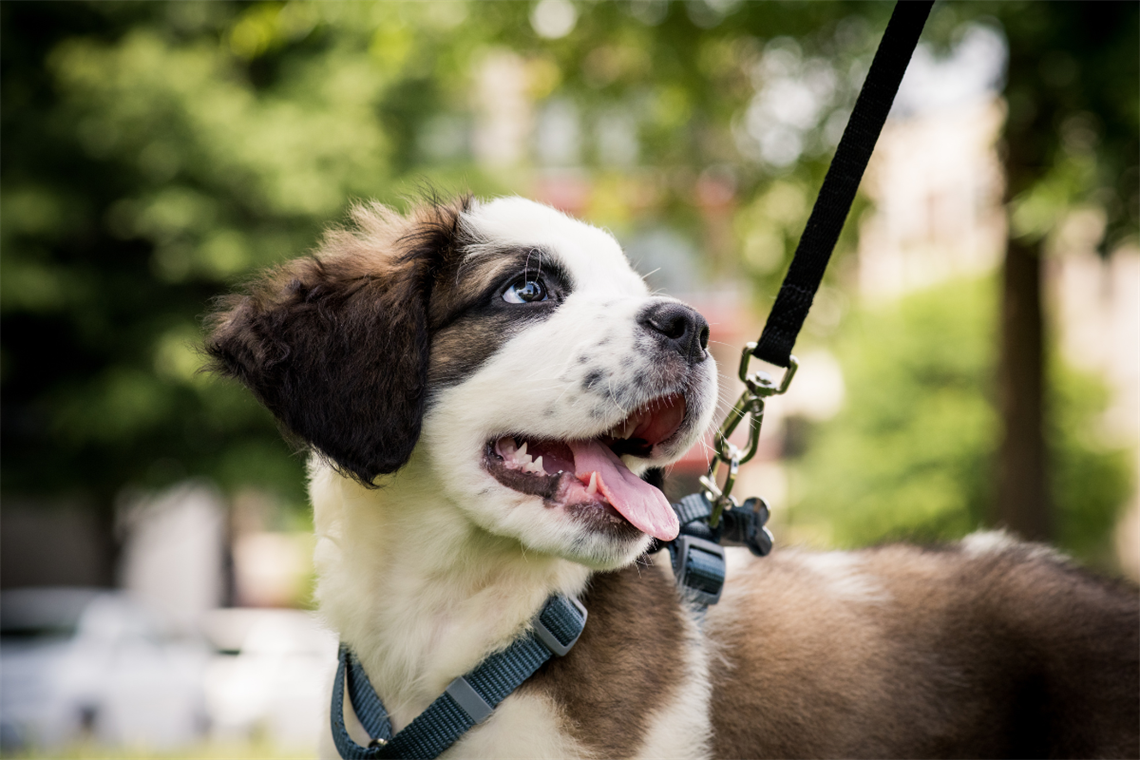 A puppy is walking on a lead and harness, looking up out of the frame with its tongue hanging out.