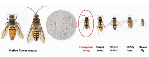 4. European wasps vs native wasps.png