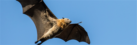 bat flying