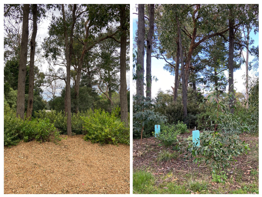 Longview Reserve before and after volunteer work