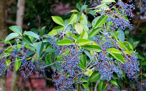 Privet - berries.jpg