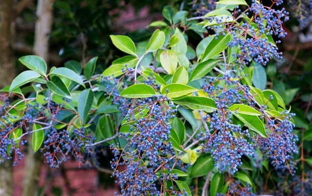 Privet - berries.jpg