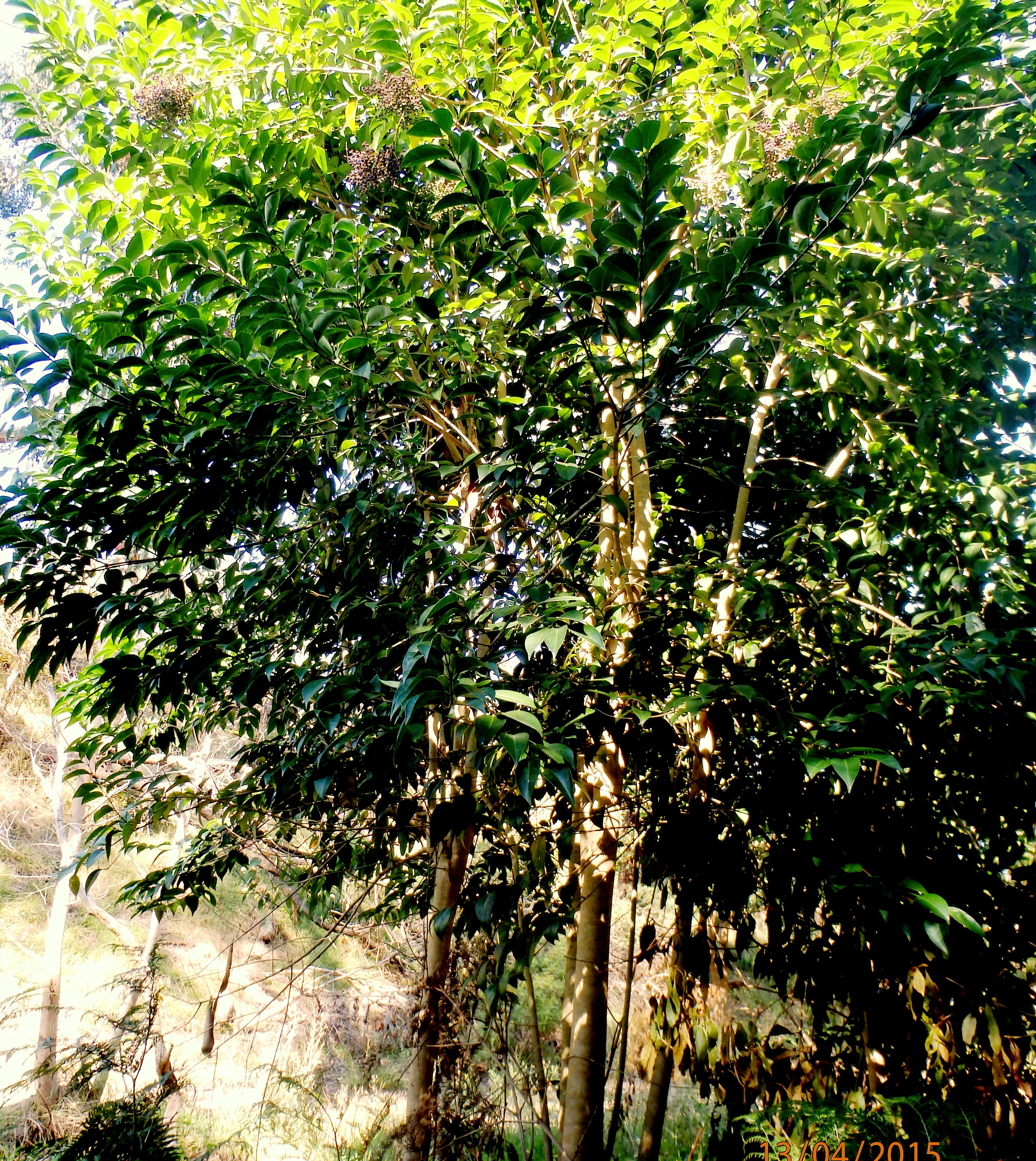 Privet - small tree.jpg