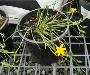 plant in growing pot with flowering yellow flower