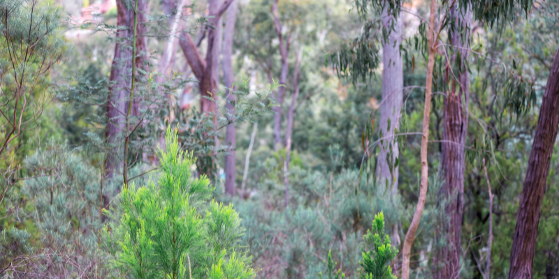 Natural bushland, with various trees and shrubs growing harmoniously