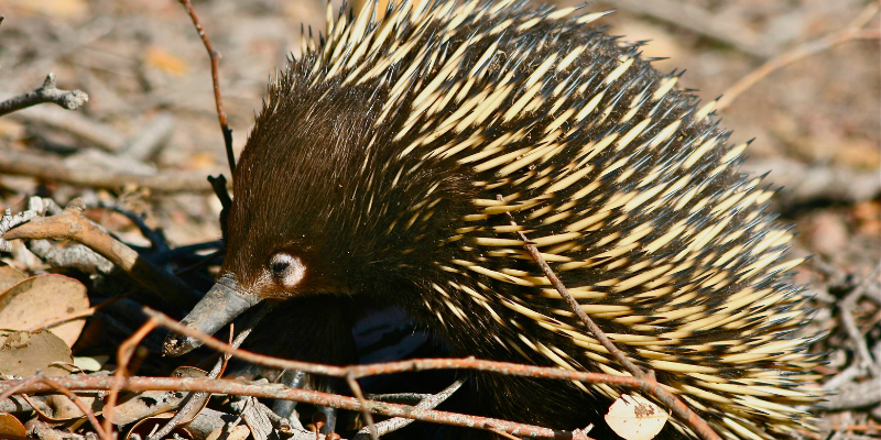 Echidna walking