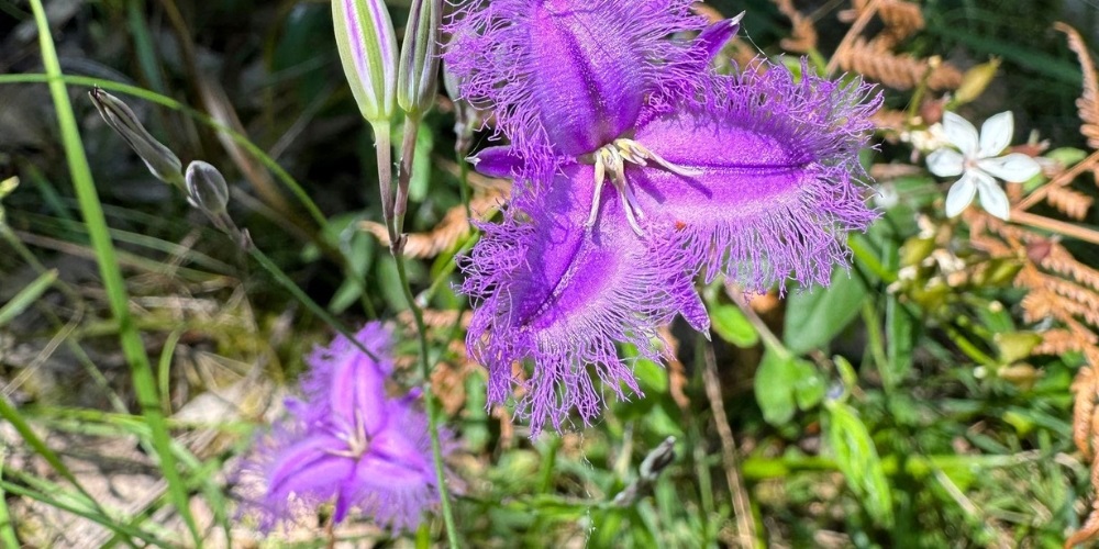 Common Fringe Lily - Thysanotus tuberosus