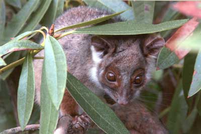Possum sitting in amongst the gum leaves of a tree