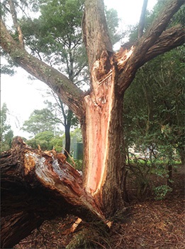 tree-decay-1.jpg
