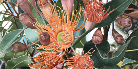 a-lifetime-sunshine-corymbia-ficifolia-by-hsin-lin-2 (1).png