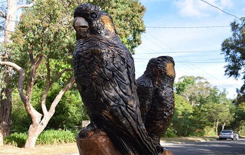 yellow-tailed-black-cockatoos.jpg