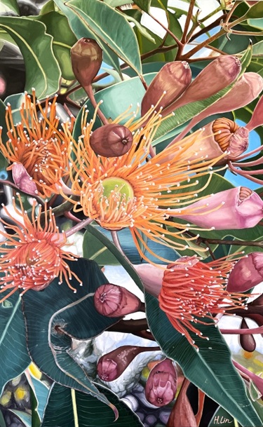 A Lifetime Sunshine - Corymbia Ficifolia by Hsin Lin