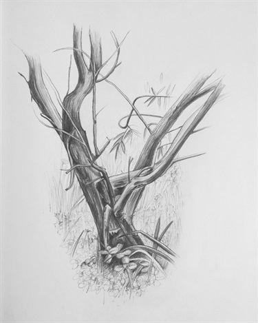 Graphite drawings 1 by Margaret Krajnc