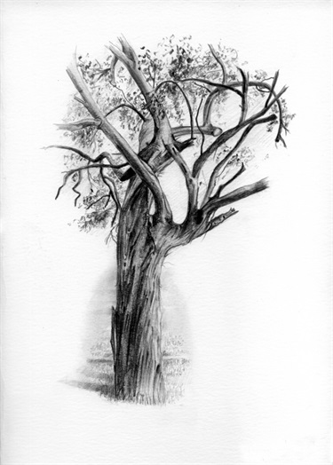 Graphite drawings 3 by Margaret Krajnc