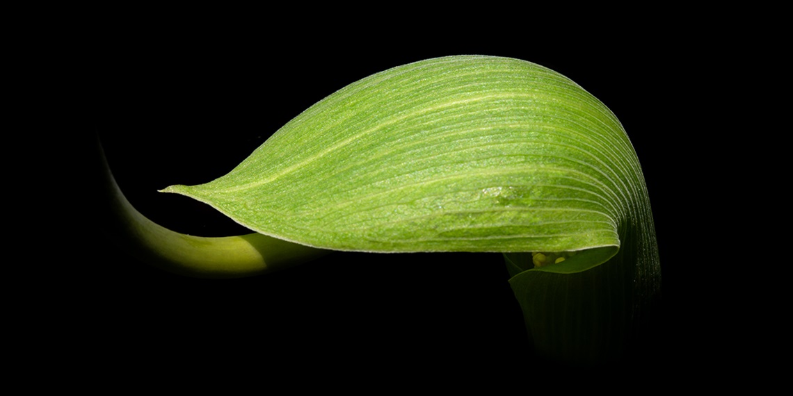 Arisaema tortuosum.jpg