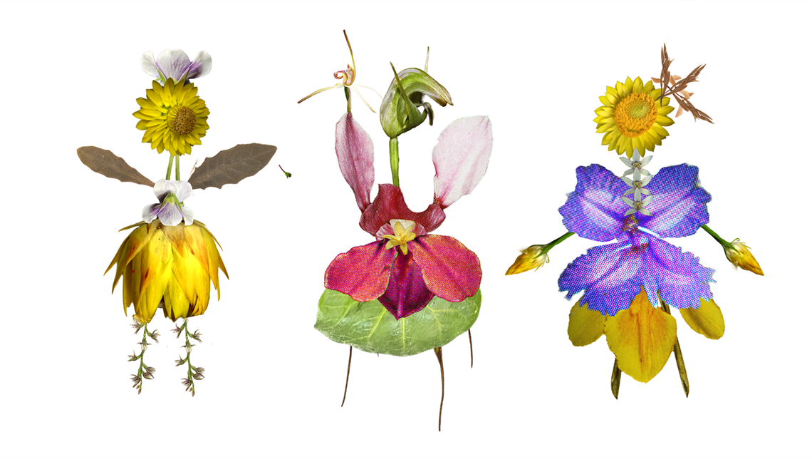 flower illustrations