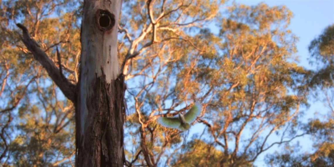 website banner - Mullum Mullum Indigenous Gathering Place First Nations Arts Trail Project.jpg