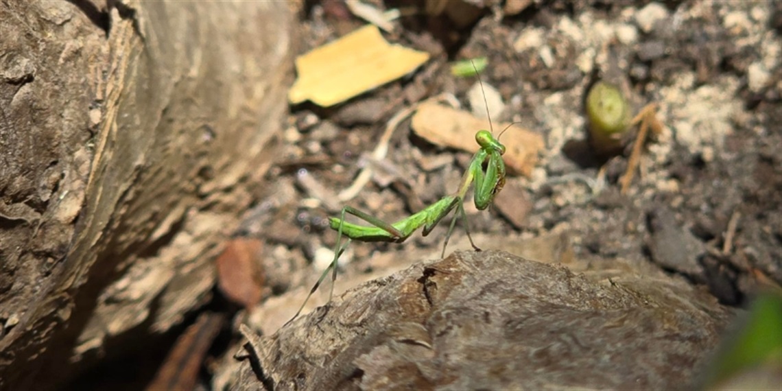 Praying-Mantis.jpg