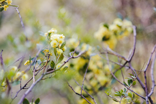 Cheong Wildflower Sanctuary