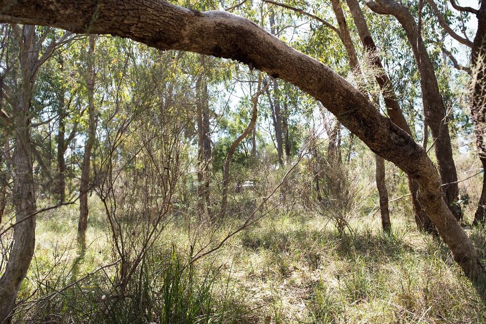 F.J.C. Rogers Reserve