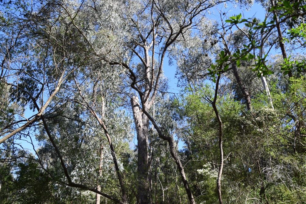 Loughie’s Bushland