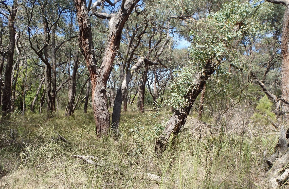 Photo of natural Australian bushland with a variety of trees and greenery