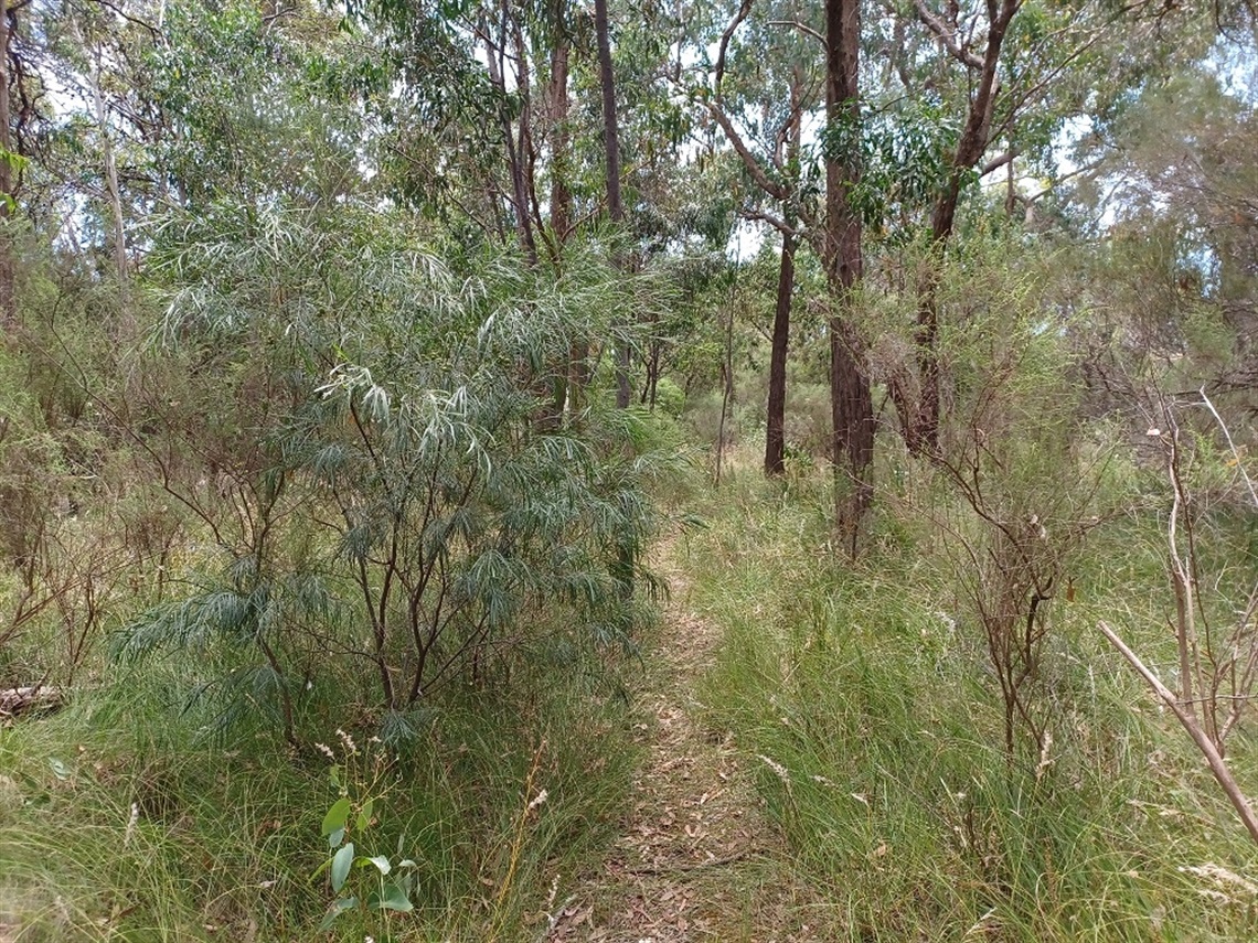 Photo of a skinny trail through natural bushland, with lots trees and green leaves