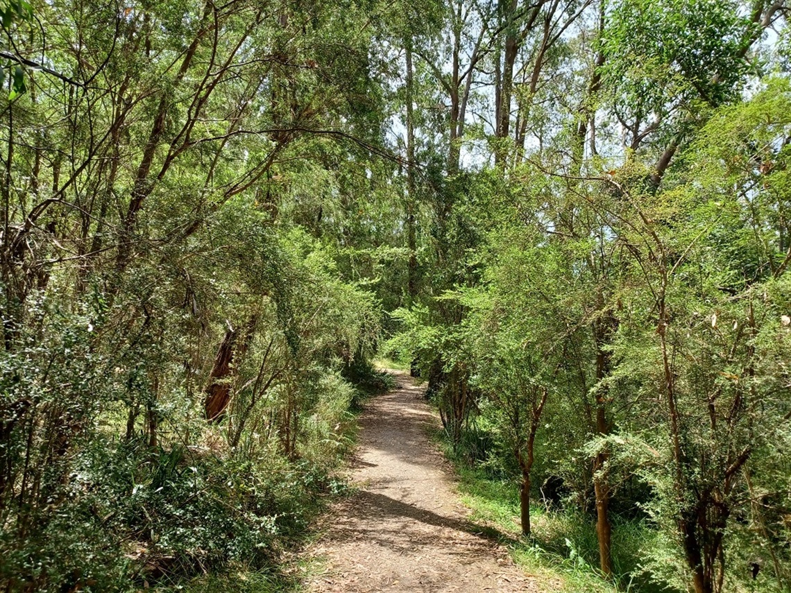 A dirt pathway leads through bright green trees in a beautiful natural bush setting.