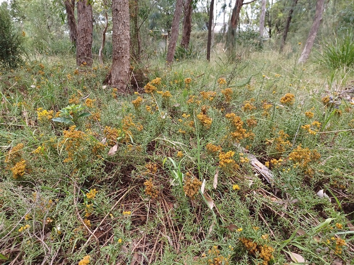 Photo of Dexter's bush in Heathmont, which is a natural bush reserve with tall gum trees and brushy grasses