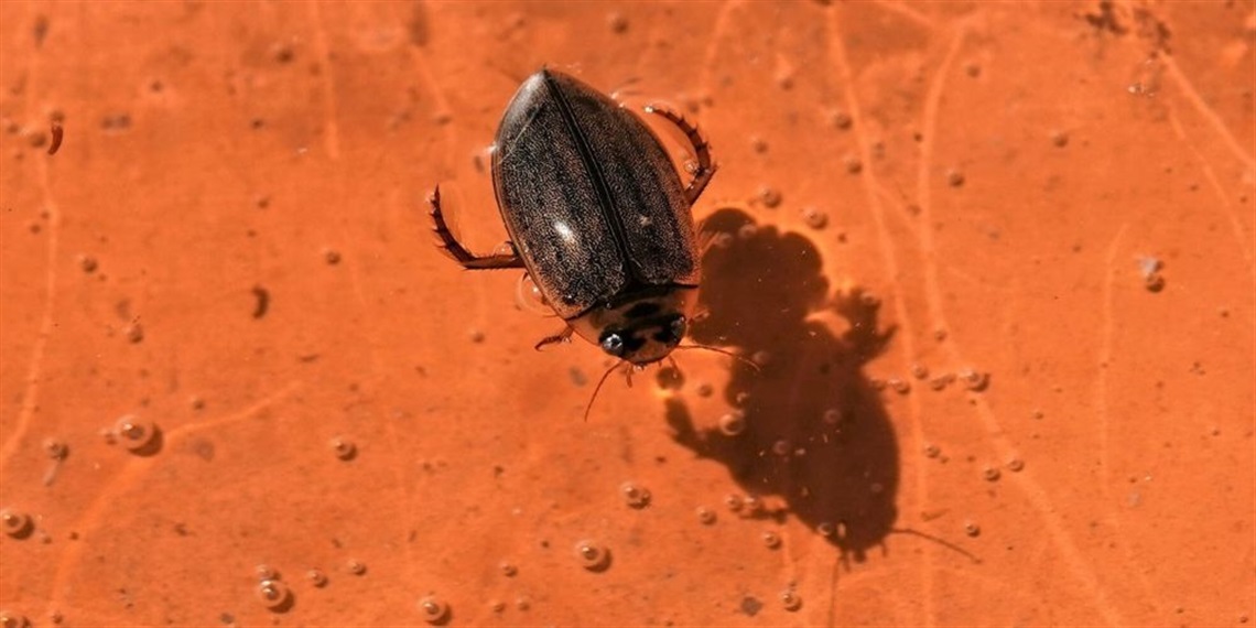 Cosmopolitan Diving Beetle - credit: awmcutcheon