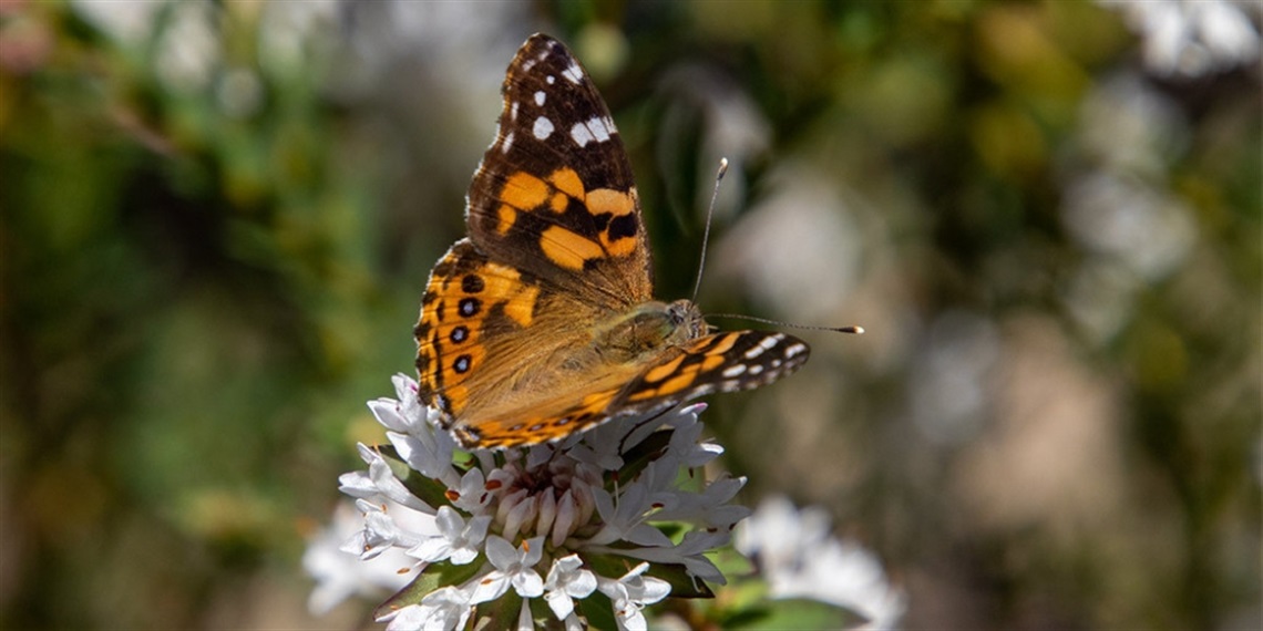 Australian Painted Lady (photo by Vanessa Kershawi)