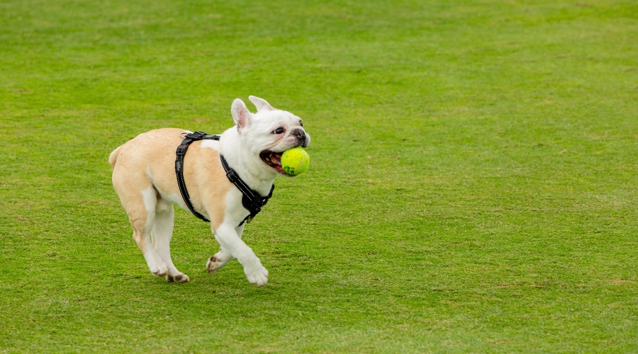 Pet-registration-renewal.jpg