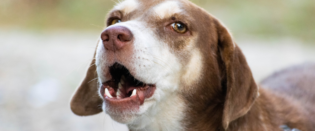Barking-dog-2.png