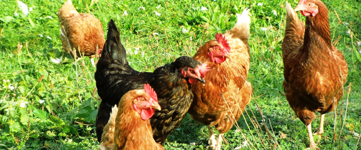 5 chickens walking around a grassy space