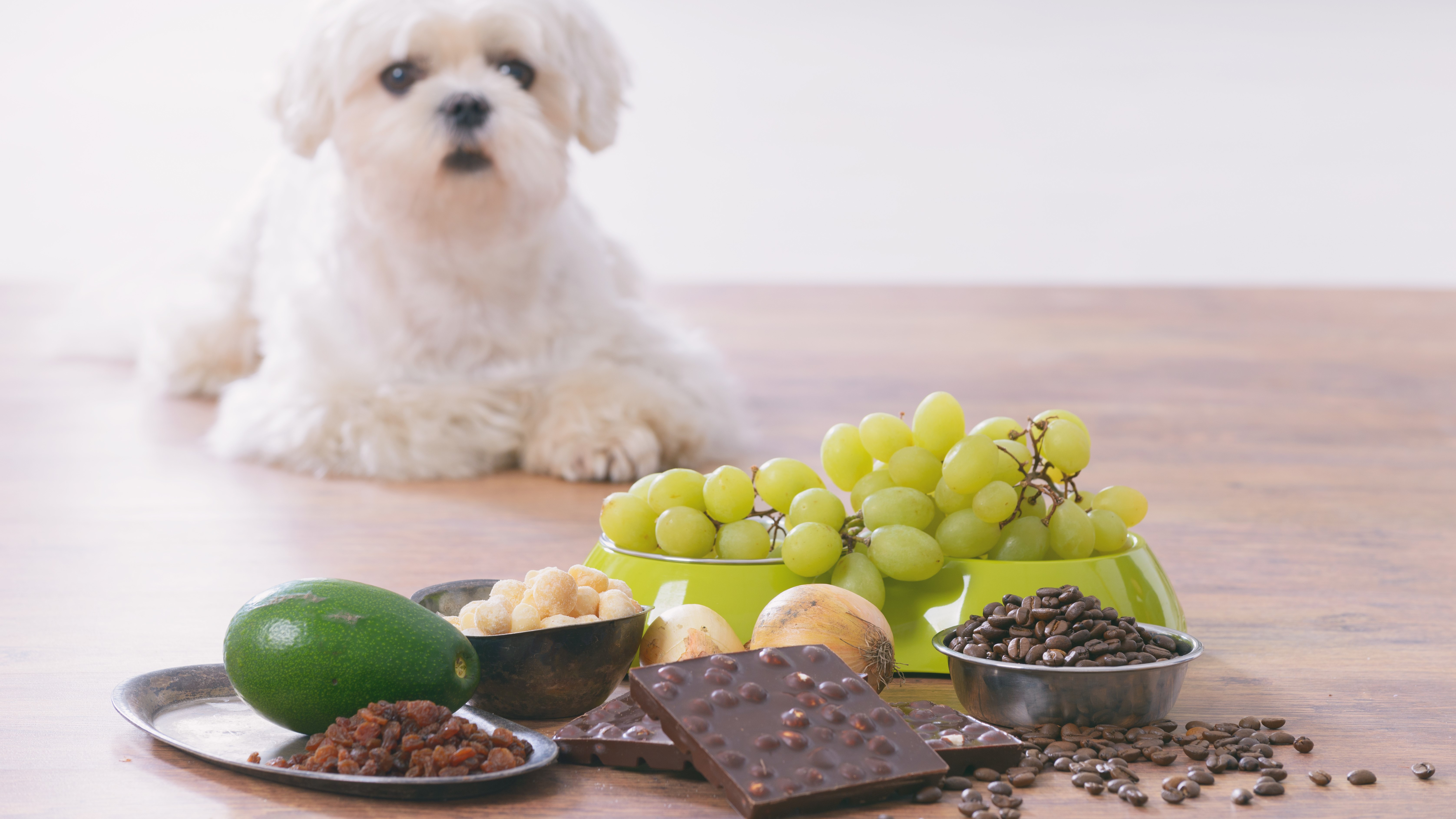 banner of dog with toxic food in foreground including grapes and chocolate