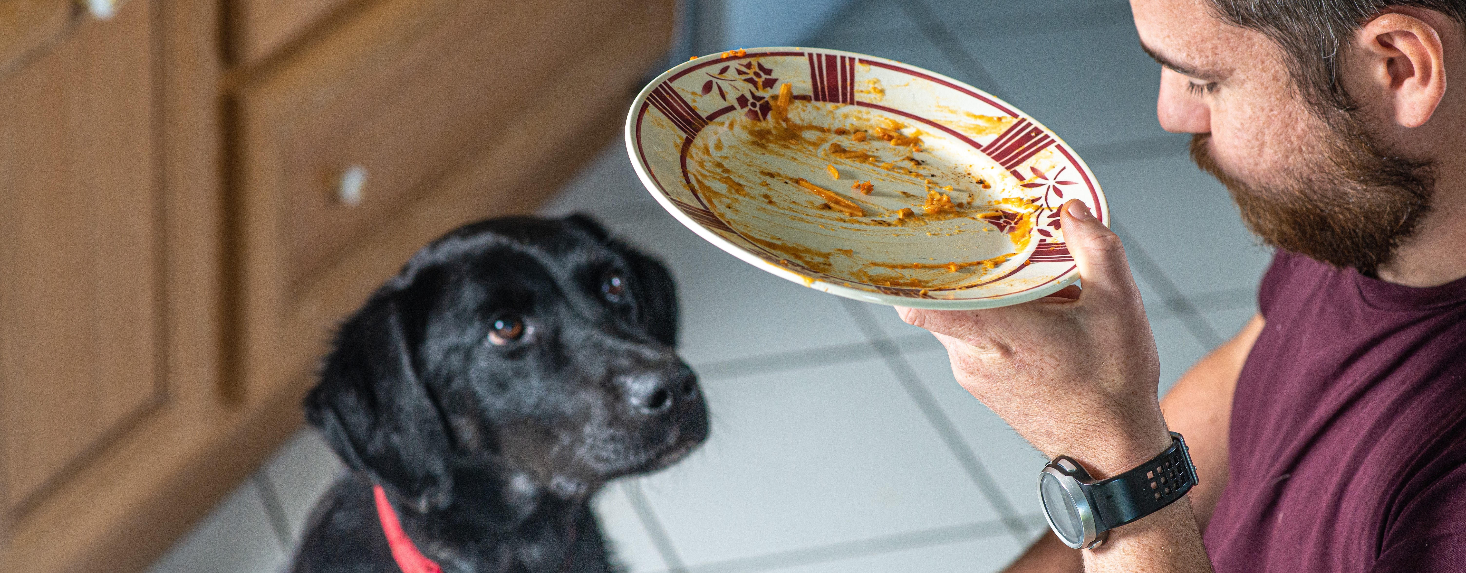 banner image of dog begging for food at table with man holding plate of scraps